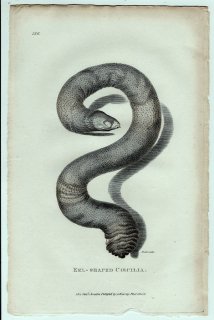 1802年 Shaw General Zoology Vol.3.Part2. Pl.136 アシナシイモリ科 アシナシイモリ属 Eel-Shaped Caecilia