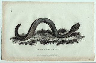 1802年 Shaw General Zoology Vol.3.Part2. Pl.137 アシナシイモリ科 アシナシイモリ属 White-Sided Caecilia
