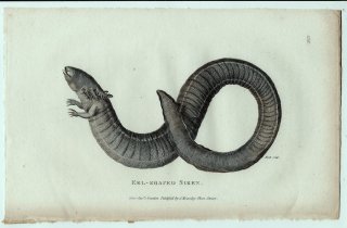 1802年 Shaw General Zoology Vol.3.Part2. Pl.138 サイレン科 サイレン属 グレーターサイレン Eel-Shaped Siren