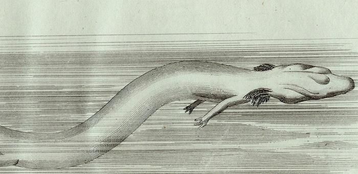 1802年 Shaw General Zoology Vol.3.Part2. Pl.139 ホライモリ科