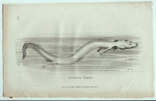 1802年 Shaw General Zoology Vol.3.Part2. Pl.139 ホライモリ科 ホライモリ属 ホライモリ Anguine Siren