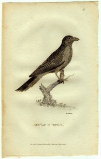 1812年 Shaw General Zoology Vol.8.Part1. Pl.6 ウシツツキ科 ウシツツキ属 キバシウシツツキ African Ox Pecker