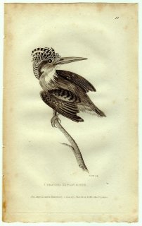 1812ǯ Shaw General Zoology Vol.8.Part1. Pl.12 糧߲ 糧° ꥫ糧 Crested Kingfisher