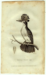 1812年 Shaw General Zoology Vol.8.Part1. Pl.15 ハグロドリ科 オウギタイランチョウ属 Royal Tody var