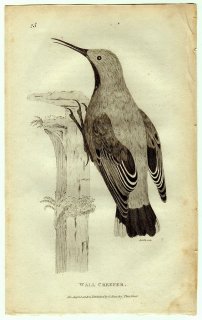 1812年 Shaw General Zoology Vol.8.Part1. Pl.25 カベバシリ科 カベバシリ属 カベバシリ Wall Creeper