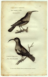 1812年 Shaw General Zoology Vol.8.Part1. Pl.28 タイヨウチョウ科 ミナミゴシキタイヨウチョウ ムラサキタイヨウチョウ