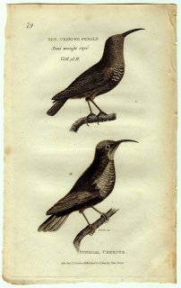 1812年 Shaw General Zoology Vol.8.Part1. Pl.29 タイヨウチョウ科 カルコミトラ属 ヒムネタイヨウチョウ Senegal Creeper