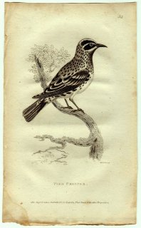 1812年 Shaw General Zoology Vol.8.Part1. Pl.34 アメリカムシクイ科 ムニオチルタ属 シロクロアメリカムシクイ Pied Creeper