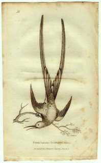 1812年 Shaw General Zoology Vol.8.Part1. Pl.38 ハチドリ科 トロキルス属 Forktailed Humming Bird