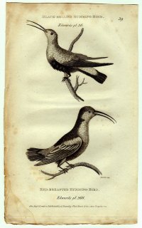 1812年 Shaw General Zoology Vol.8.Part1. Pl.39 ハチドリ科 クロハラオジロハチドリ オウギハチドリ