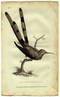 1812年 Shaw General Zoology Vol.8.Part1. Pl.39* ハチドリ科 アカフタオハチドリ属 アカフタオハチドリ Bar-Tailed Humming Bird