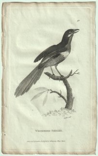 1809年 Shaw General Zoology Vol.7.Part2. Pl.40 ヤブモズ科 ヤブモズ属 セグロヤブモズ Whiskered Shrike