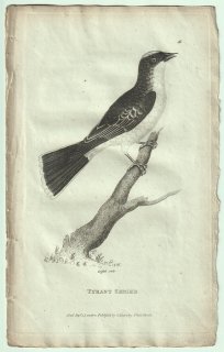 1809年 Shaw General Zoology Vol.7.Part2. Pl.41 タイランチョウ科 タイランチョウ属 オウサマタイランチョウ Tyrant Shrike