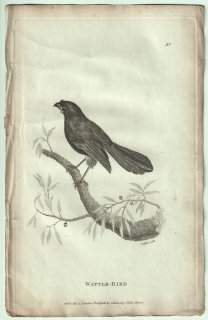 1809ǯ Shaw General Zoology Vol.7.Part2. Pl.42 ۥ९ɥ ϥ֥ȥۥ९ɥ° ϥ֥ȥۥ९ɥ Wattle-Bird