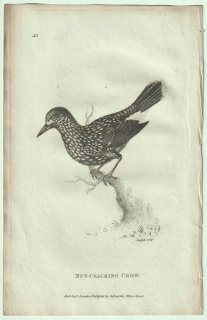 1809年 Shaw General Zoology Vol.7.Part2. Pl.43 カラス科 ホシガラス属 ホシガラス Nut-Cracking Crow