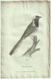 1809年 Shaw General Zoology Vol.7.Part2. Pl.45 カラス科 ルリサンジャク属 シロハラルリサンジャク Peruvian Jay
