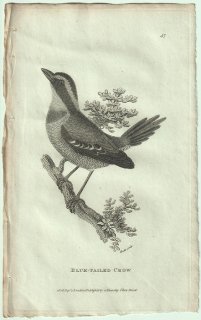 1809ǯ Shaw General Zoology Vol.7.Part2. Pl.47 䥤祦 ҥɥ˥° ޥ楷ޥ䥤祦 Blue-Tailed Crow