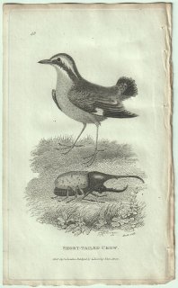 1809ǯ Shaw General Zoology Vol.7.Part2. Pl.48 䥤祦 䥤祦° ɥ䥤祦 Short-Tailed Crow إ饯쥹֥