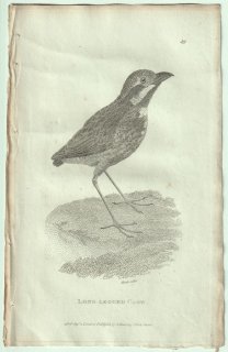 1809ǯ Shaw General Zoology Vol.7.Part2. Pl.49 ɥ ɥ° ɥ Long-Legged Crow