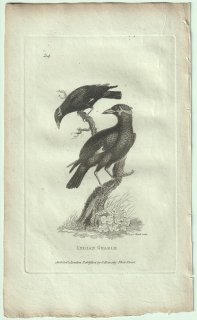 1809ǯ Shaw General Zoology Vol.7.Part2. Pl.54 ९ɥ 奦祦° 奦祦 Indian Grakle