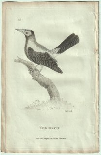 1809ǯ Shaw General Zoology Vol.7.Part2. Pl.56 ९ɥ ᥬͥ९ɥ° ᥬͥ९ɥ Bald Grakle