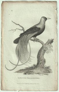 1809ǯ Shaw General Zoology Vol.7.Part2. Pl.59 ե祦 ե祦° ٥˥ե祦 Sanguine Paradise Bird