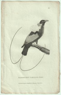 1809ǯ Shaw General Zoology Vol.7.Part2. Pl.62 ե祦 ߥΥե祦° ߥΥե祦 Magnificent Paradise Bird
