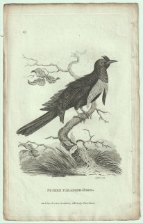 1809ǯ Shaw General Zoology Vol.7.Part2. Pl.63 ե祦 ե祦° ե祦 Superb Paradise Bird