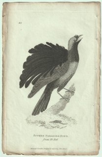1809ǯ Shaw General Zoology Vol.7.Part2. Pl.65 ե祦 ե祦° ե祦 Superb Paradise Bird