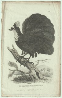 1809ǯ Shaw General Zoology Vol.7.Part2. Pl.66 ե祦 󥶥ե祦° 󥶥ե祦 Six-Shafted Paradise Bird
