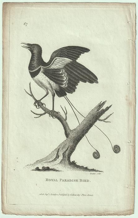 1809年 Shaw General Zoology Vol.7.Part2. Pl.67 フウチョウ科
