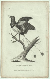 1809ǯ Shaw General Zoology Vol.7.Part2. Pl.67 ե祦 ҥ襯ɥ° ҥ襯ɥ Royal Paradise Bird