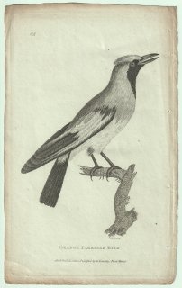 1809ǯ Shaw General Zoology Vol.7.Part2. Pl.68 ˥亮ɥ ե祦ɥ° ե祦ɥ Orange Paradise Bird