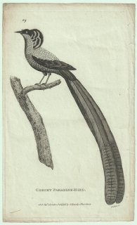 1809ǯ Shaw General Zoology Vol.7.Part2. Pl.69 ե祦 ʥե祦° ʥե祦 Gorget Paradise Bird