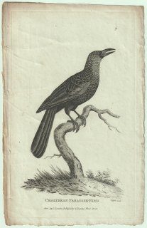 1809ǯ Shaw General Zoology Vol.7.Part2. Pl.71 ե祦 饹ե祦° ͥ饹ե祦 Chalybean Paradise Bird