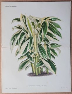 1886ǯ Linden L'Illustration Horticole Ƚ  °  Phrynium variegatum