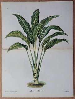 1874ǯ Linden L'Illustration Horticole Ƚ ȥ ǥեХ° Dieffenbachia lancifolia