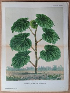 1875ǯ Linden L'Illustration Horticole Ƚ 奦ɥ 奦ɥ° Begonia gunneraefolia