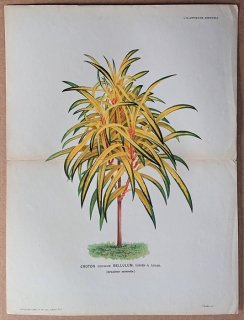 1875ǯ Linden L'Illustration Horticole Ƚ ȥ إ襦ܥ° إ襦ܥ Croton bellulum