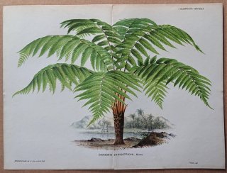 1875ǯ Linden L'Illustration Horticole Ƚ Ӳ ǥ˥° Dicksonia chrysotricha