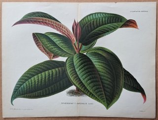 1877ǯ Linden L'Illustration Horticole Ƚ Υܥ ХΥܥ° Sphaerogyne imperialis