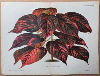 1877年 Linden L'Illustration Horticole 大判 トウダイグサ科 エノキグサ属 Acalypha macrophylla