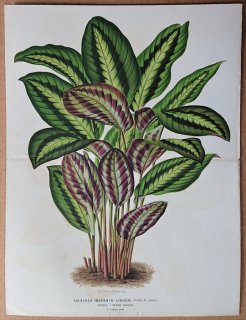 1871年 Linden L'Illustration Horticole 大判 クズウコン科 ゴエッペルティア属 Calathea lindeni