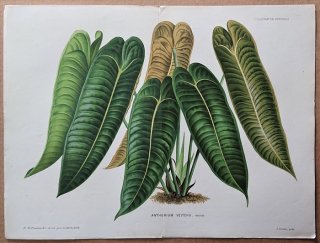 1880ǯ Linden L'Illustration Horticole Ƚ ȥ 󥹥ꥦ° Anthurium veitchii