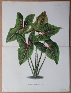 1880年 Linden L'Illustration Horticole 大判 サトイモ科 キルトスペルマ属 Alocasia johnstoni