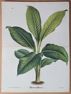 1874年 Linden L'Illustration Horticole 大判 サトイモ科 ササウチワ属 ニオイササウチワ Spathiphyllum heliconiaefolium