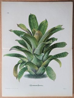 1874年 Linden L'Illustration Horticole 大判 パイナップル科 インコアナナス属 Tillandsia tessellata