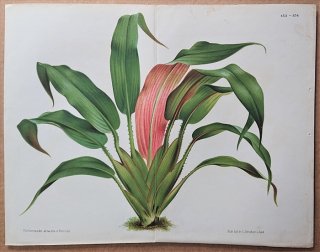 1873年 Linden L'Illustration Horticole 大判 ラパテア科 サクソフリデリキア属 Rapatea pandanoides