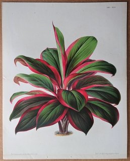 1873年 Linden L'Illustration Horticole 大判 キジカクシ科 センネンボク属 センネンボク Dracaena reali