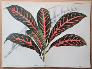 1875ǯ Linden L'Illustration Horticole Ƚ ȥ إ襦ܥ° إ襦ܥ Croton andreanum